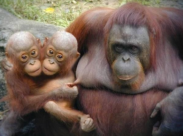 Siyam ikizleri görenleri şaşırtıyor 19