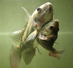 Siyam ikizleri görenleri şaşırtıyor 2