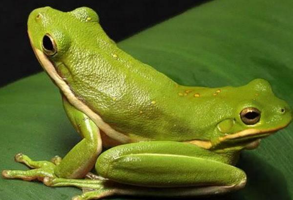 Siyam ikizleri görenleri şaşırtıyor 3