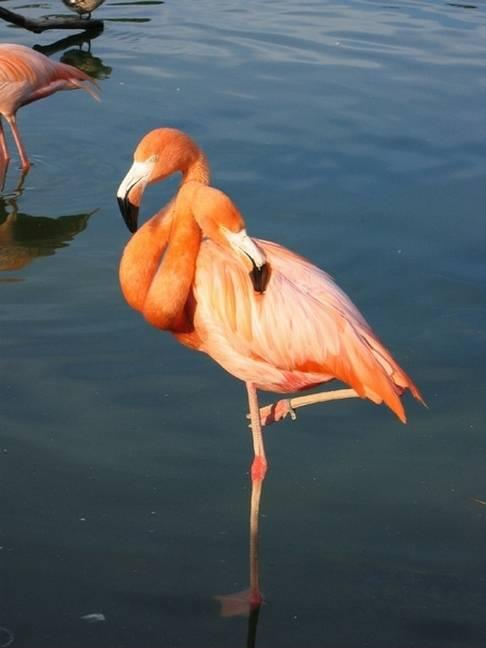 Siyam ikizleri görenleri şaşırtıyor 4