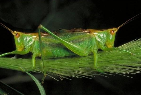 Siyam ikizleri görenleri şaşırtıyor 5