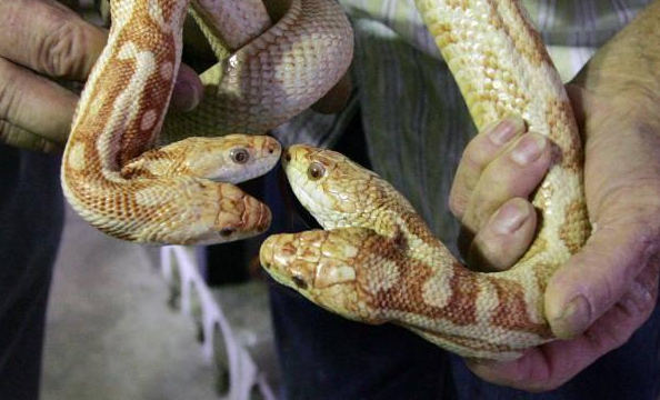 Siyam ikizleri görenleri şaşırtıyor 6