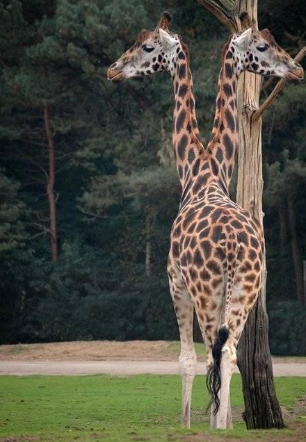Siyam ikizleri görenleri şaşırtıyor 7