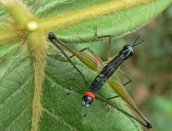 Siyam ikizleri görenleri şaşırtıyor 8