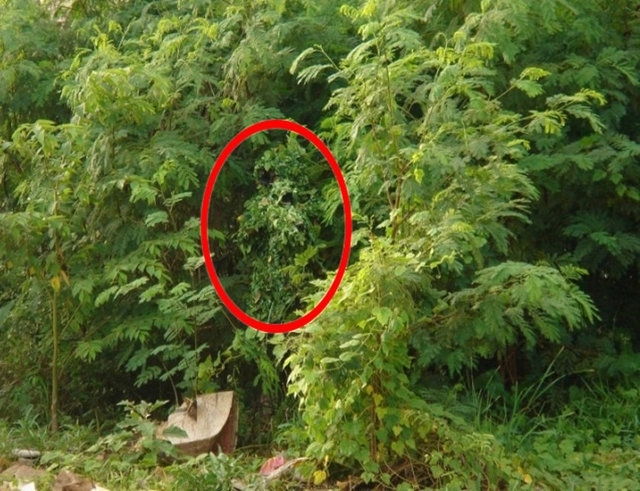 Fotoğraftaki Gemiyi Görebildiniz mi? 12