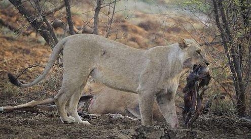 Avının hamile olduğunu farkeden aslan bakın ne yaptı 12
