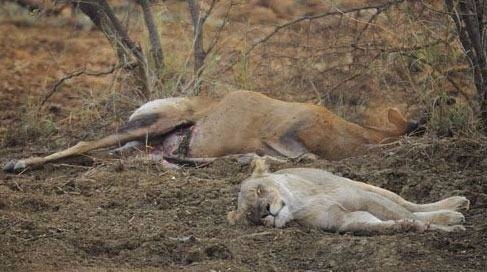 Avının hamile olduğunu farkeden aslan bakın ne yaptı 13