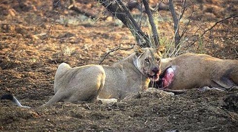 Avının hamile olduğunu farkeden aslan bakın ne yaptı 3