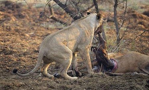 Avının hamile olduğunu farkeden aslan bakın ne yaptı 4