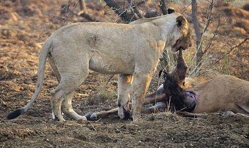 Avının hamile olduğunu farkeden aslan bakın ne yaptı 5