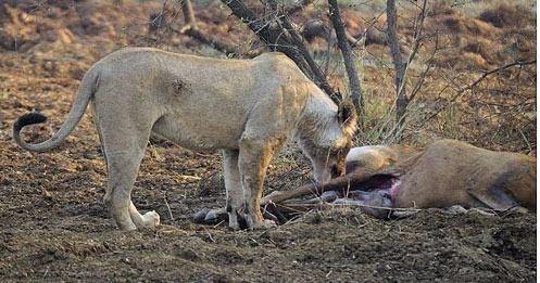 Avının hamile olduğunu farkeden aslan bakın ne yaptı 6