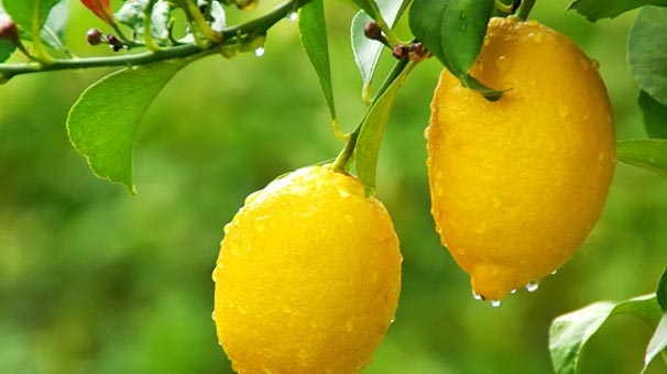 Limonlu su içmek için 20 sebep 12