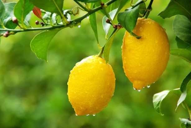 Limonlu su içmek için 20 sebep 17