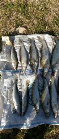 Beyşehir'de tatlı su levreği sezonu açıldı 13