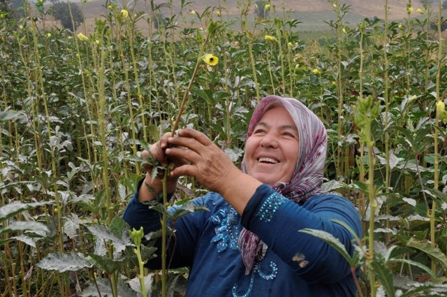 Bamyanın tarladan sofraya zorlu yolculuğu 3
