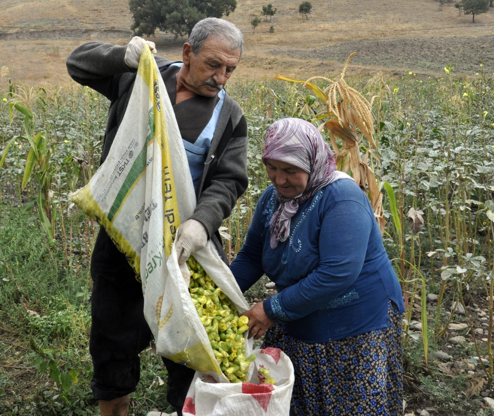 Bamyanın tarladan sofraya zorlu yolculuğu 4