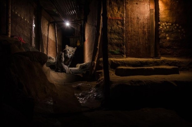 Yılın en vahşi yaşam fotoğrafları seçildi 8