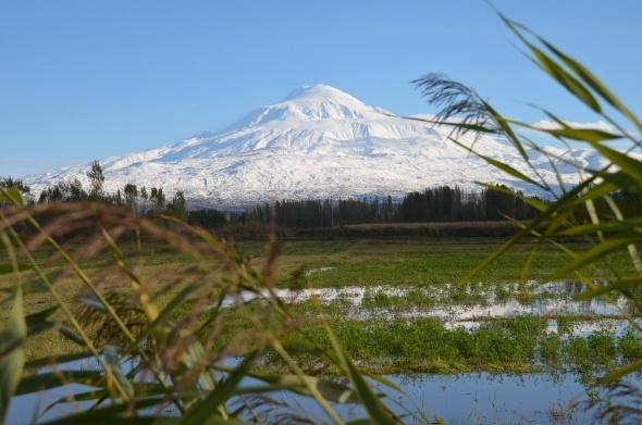 Iğdır’da beyazla yeşilin buluşması 3