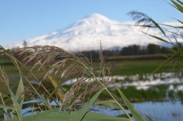Iğdır’da beyazla yeşilin buluşması 4