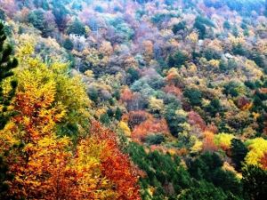 Kaz Dağları rengârenk