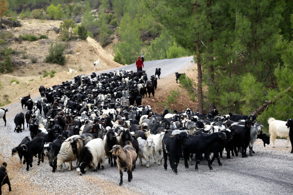 Yağışların azlığı Yörük göçünü etkiledi 18