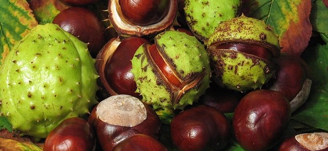 Kestane, yediden yetmişe herkese şifa dağıtıyor 2