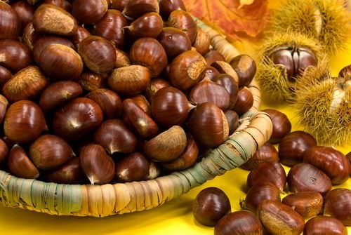 Kestane, yediden yetmişe herkese şifa dağıtıyor 9