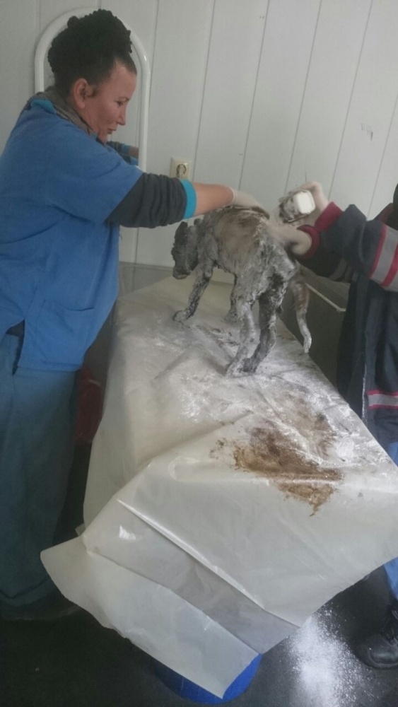 Zift çukuruna düşen köpeği ekipler kurtardı 1