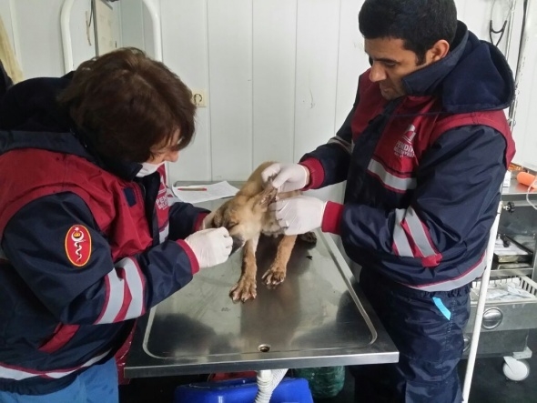 Zift çukuruna düşen köpeği ekipler kurtardı 2