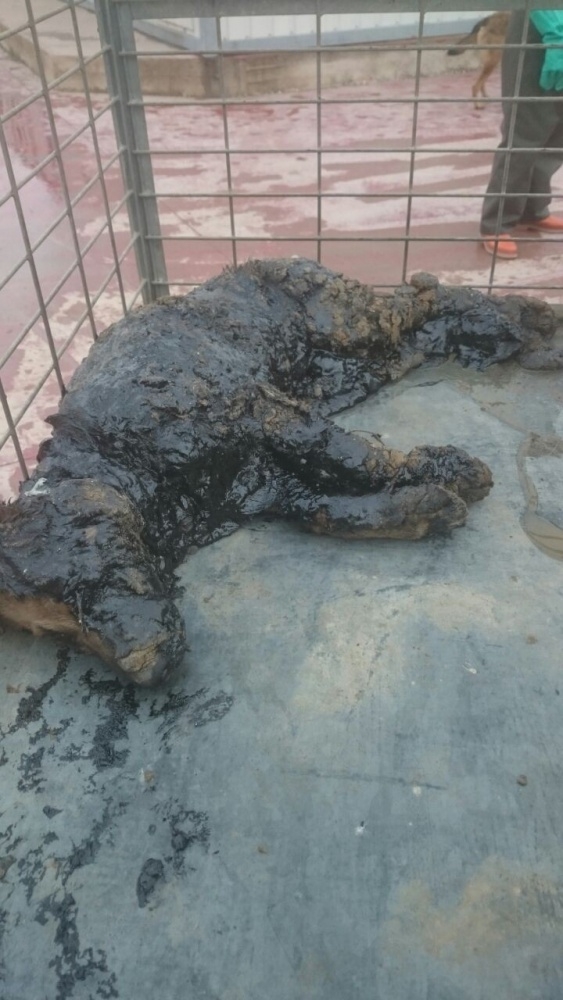 Zift çukuruna düşen köpeği ekipler kurtardı 3