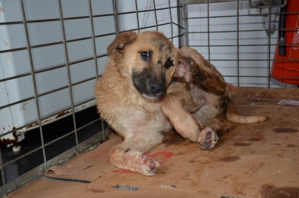 Zift çukuruna düşen köpeği ekipler kurtardı 4