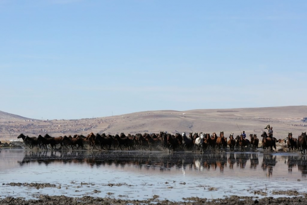 Yılkı atları fotoğrafçıların gözdesi oldu 1