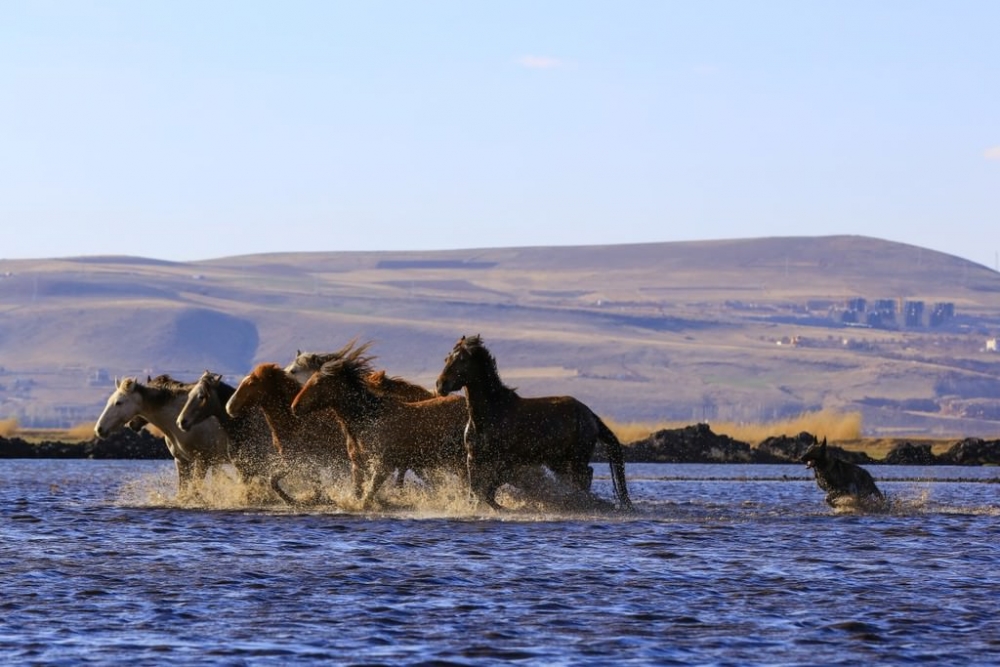 Yılkı atları fotoğrafçıların gözdesi oldu 11