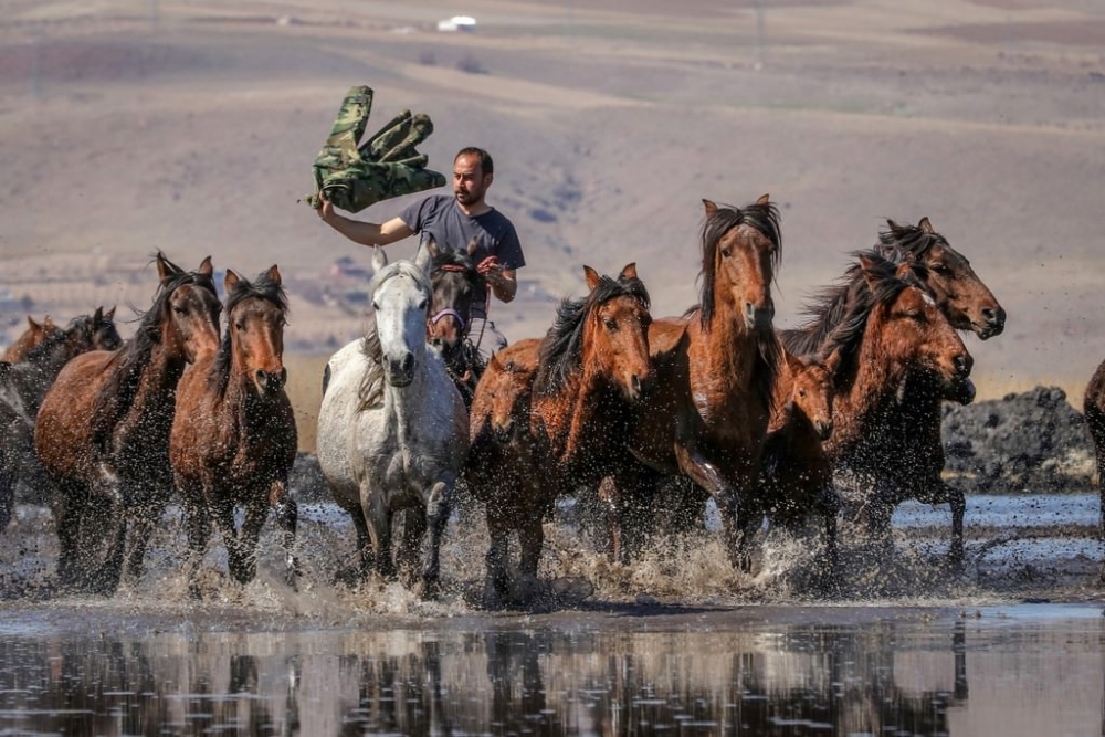 Yılkı atları fotoğrafçıların gözdesi oldu 2