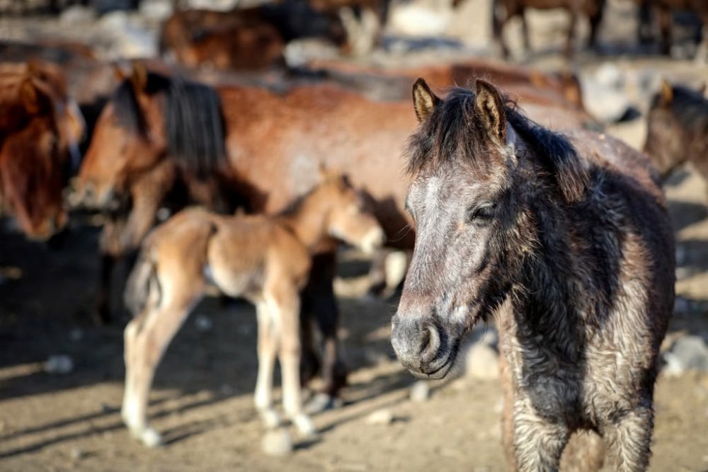 Yılkı atları fotoğrafçıların gözdesi oldu 6