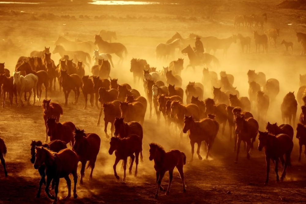 Yılkı atları fotoğrafçıların gözdesi oldu 7