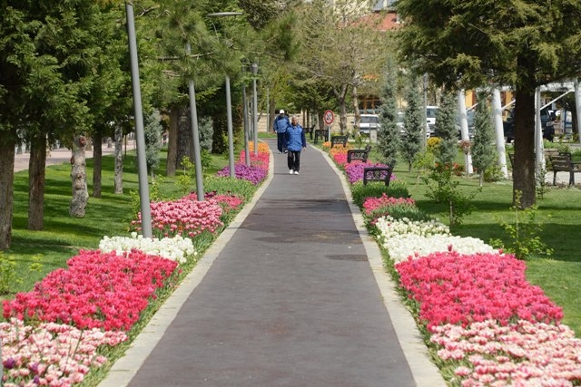 Konya'da lale mevsimi 15
