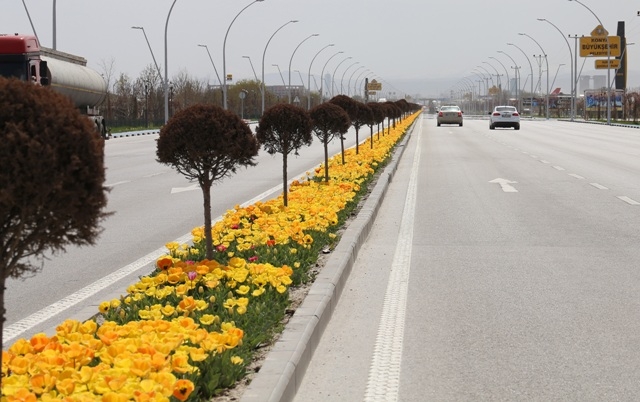 Konya'da lale mevsimi 7