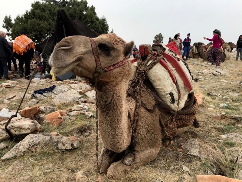 Sarıkeçili Yörükleri'nin tarihi yolculuğu başladı 11