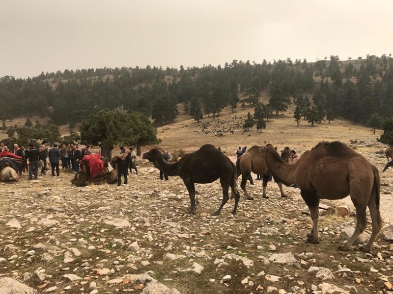 Sarıkeçili Yörükleri'nin tarihi yolculuğu başladı 13