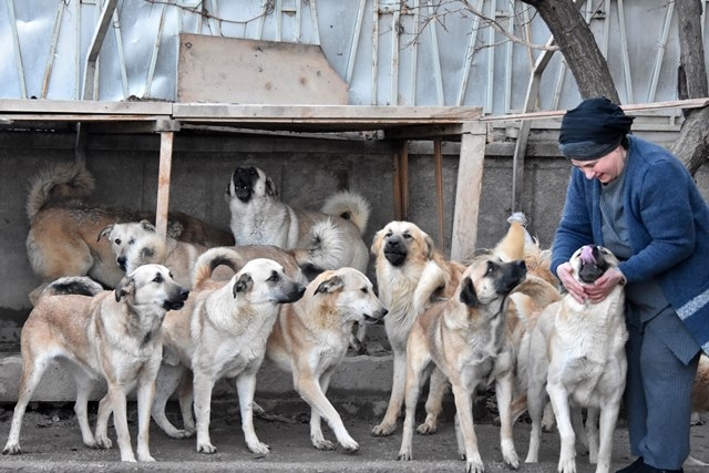 Aşılarını yaptıramadığı köpekleri alınacak 1