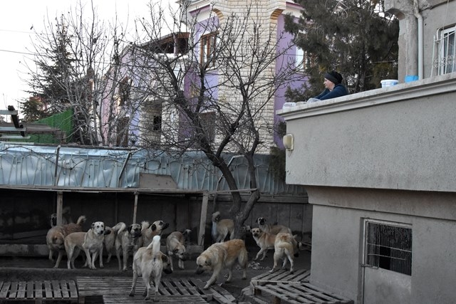 Aşılarını yaptıramadığı köpekleri alınacak 10