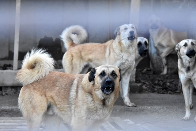 Aşılarını yaptıramadığı köpekleri alınacak 11