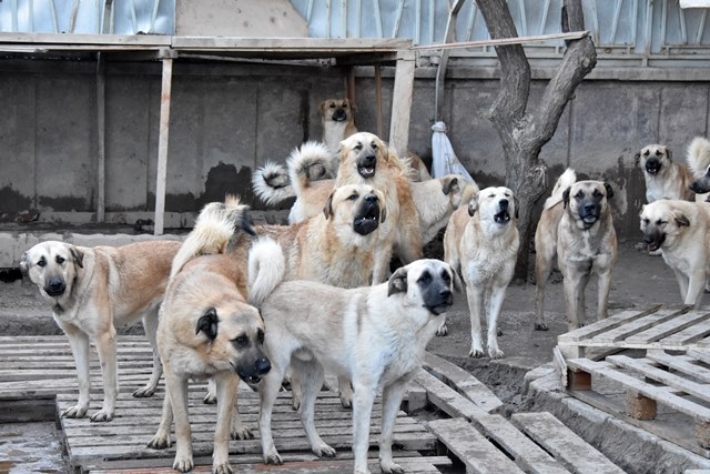 Aşılarını yaptıramadığı köpekleri alınacak 12