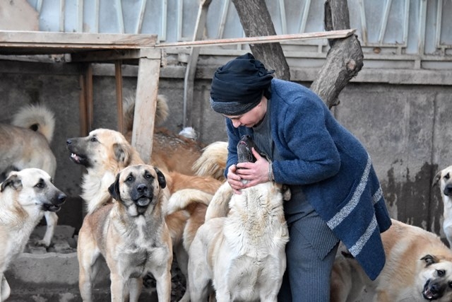 Aşılarını yaptıramadığı köpekleri alınacak 2