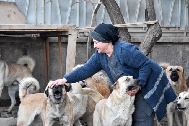 Aşılarını yaptıramadığı köpekleri alınacak 4
