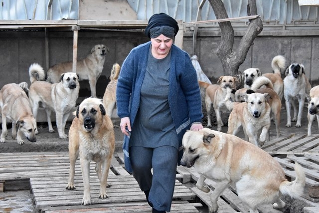 Aşılarını yaptıramadığı köpekleri alınacak 5