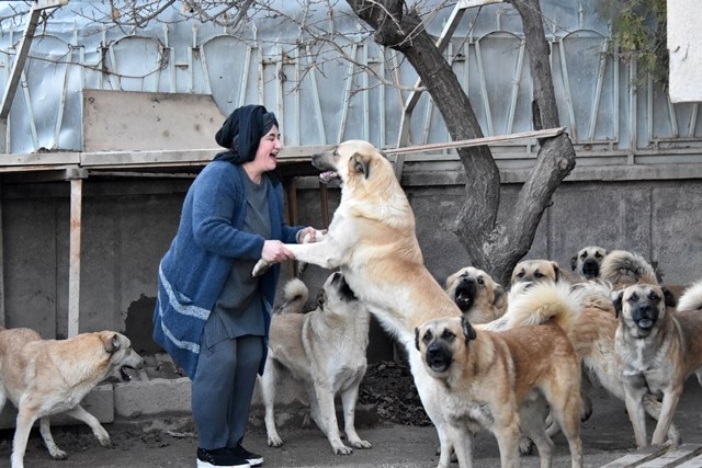 Aşılarını yaptıramadığı köpekleri alınacak 6