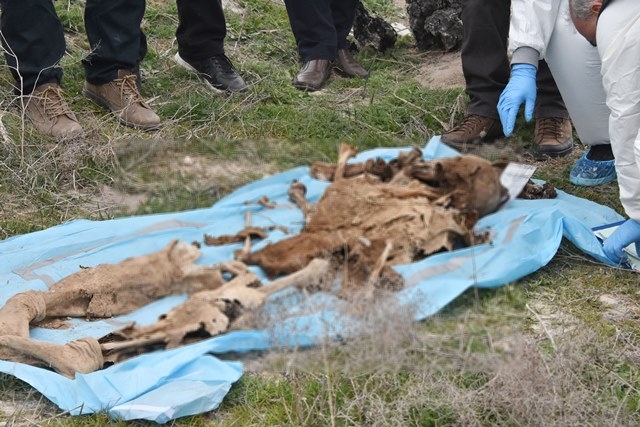 Amcasını öldüren yeğen hakim karşısında 11