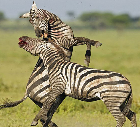 Zebraların kanlı savaşı böyle görüntülendi 1